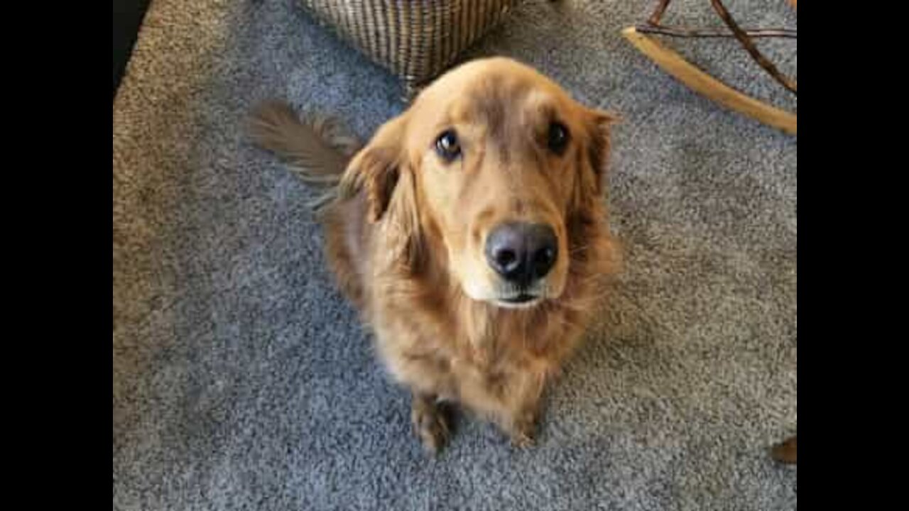 Hund hjelper eieren å lage smørbrød