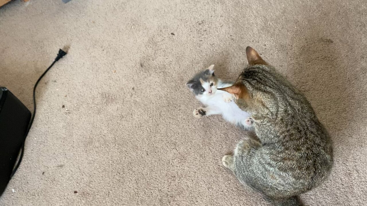 Kitten getting tough love!