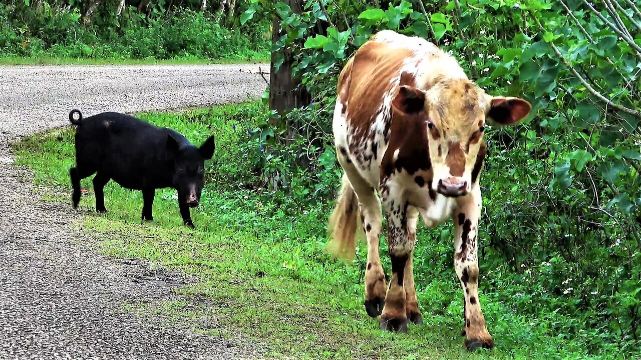 Cow and his wild pig friend casually stroll down the road in Tonga