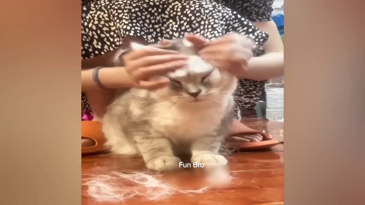 Cat funny videos