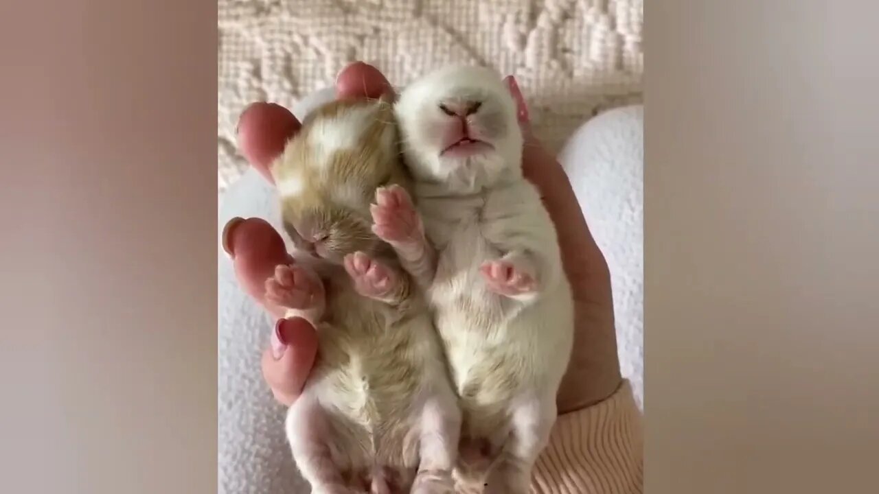 Funny videos of little bunnies 🐇 cute bunnies