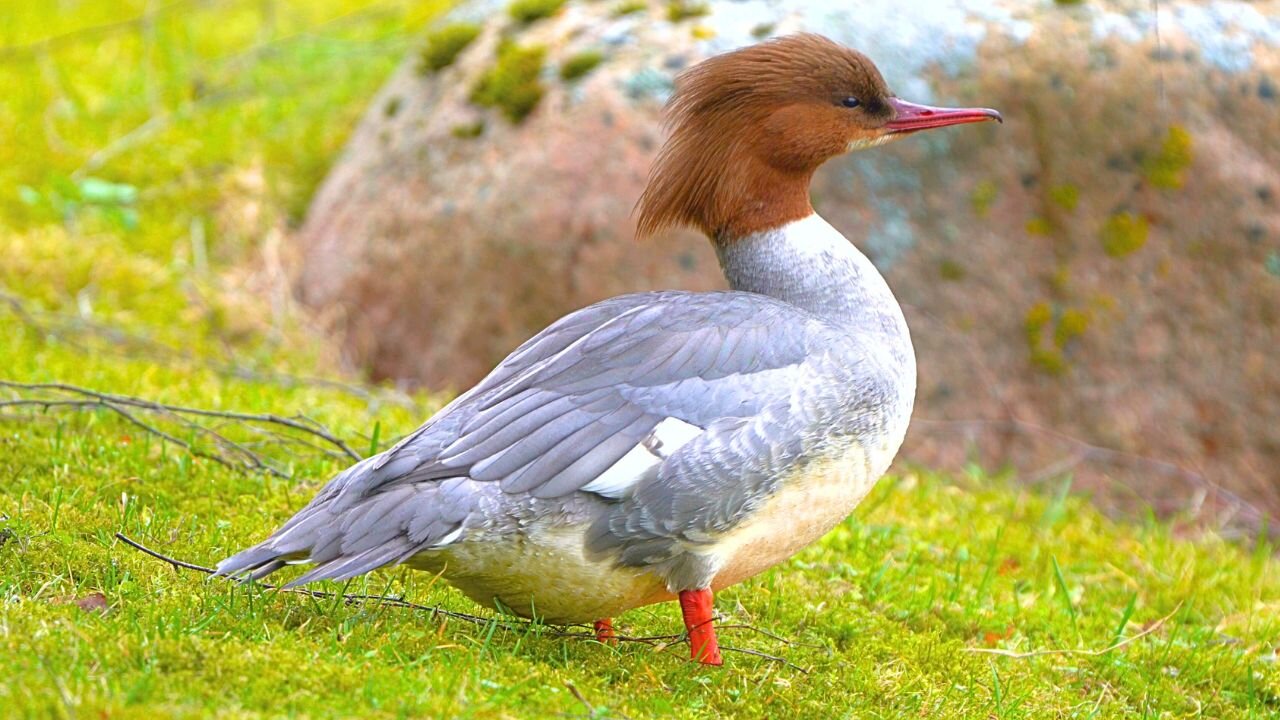 Female Goosander/ Common Merganser Trying to Start Her Engine