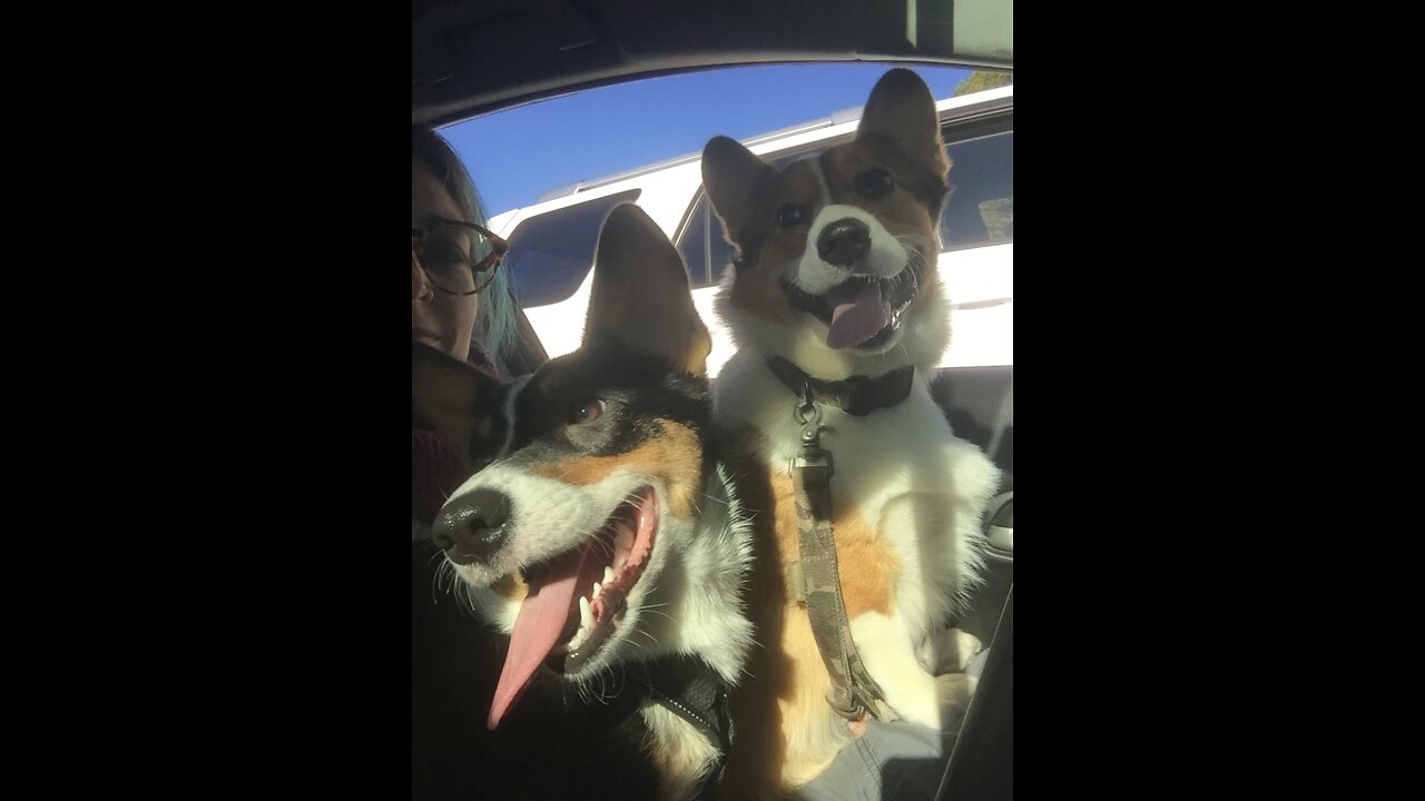 Did the puppies miss us?