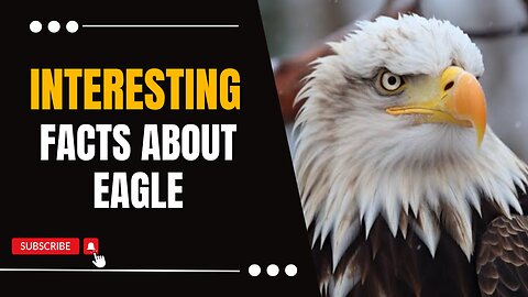 Amazing Facts About Eagle