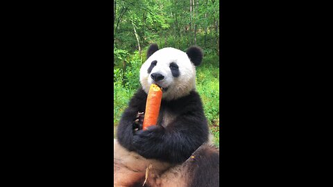 the panda eats food