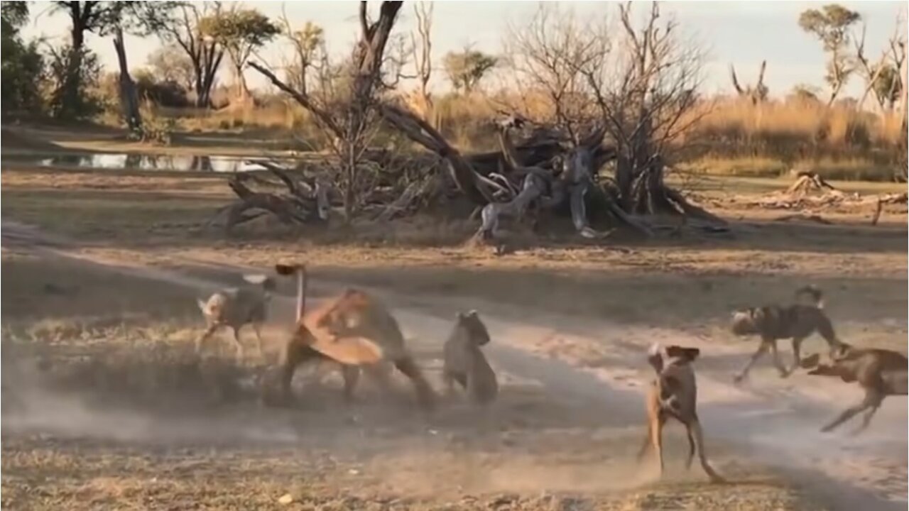 Best assault wild Epic Battle Of Wild canines versus Animals isn't never | Lion , Buffalo , warthog