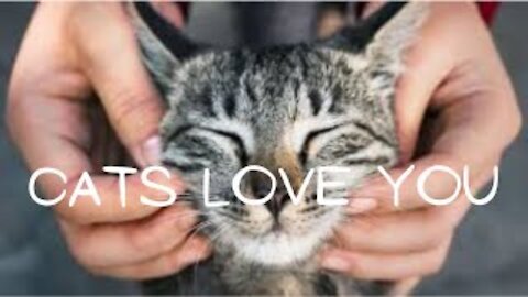 Cats love you