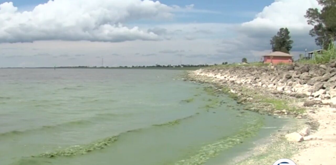 Blue-green algae causes concerns about fish