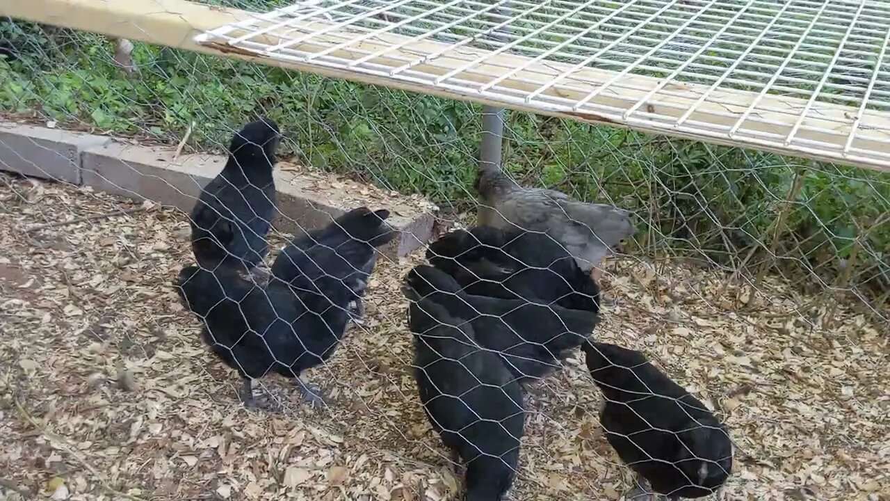 Chicks and Hens Finally Meet, Beak to Butt, Part 1