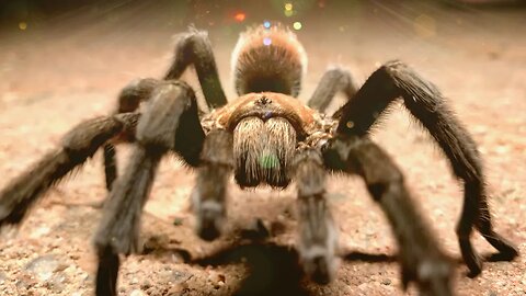 Face to Face with an Arizona Blond #Tarantula!