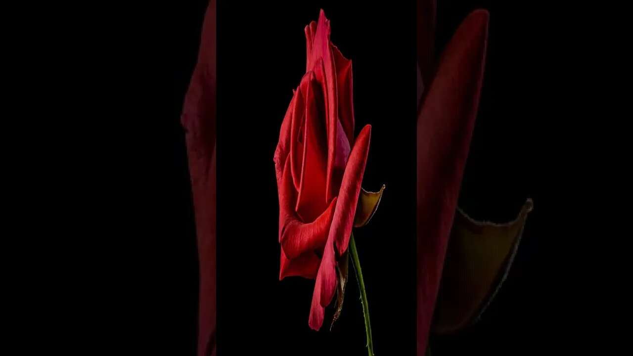 music - Lucid Nomyn |#shorts #shortvideo #shortsvideo #music #calm #relaxsation