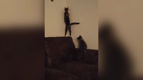 "Two Cats versus One Laser Dot"