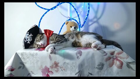 Cat Photography