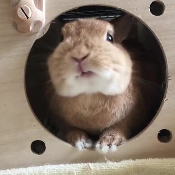Bunny rabbit caught chewing on its home