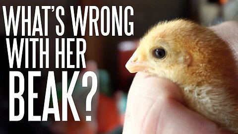 A Spring Garden Tour and We Bought Chickens With Clipped Beaks By Accident