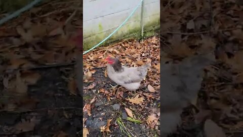 Daily escapee 🤣 #smartchicken #homesteadchickens #shorts