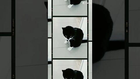 Gato Bartolomeu Tunico 😺😺