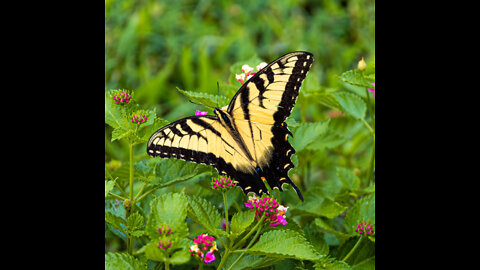 Most Beautiful Butterfly || Nature || Best Relaxing Sounds