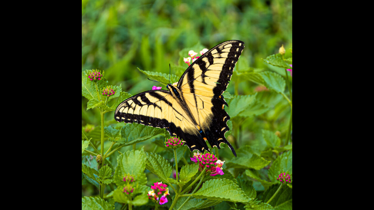 Most Beautiful Butterfly || Nature || Best Relaxing Sounds