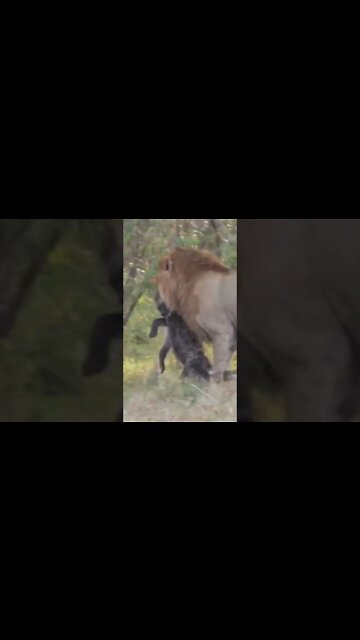 Lion Carries Prize After Raiding Hyena Den #shorts