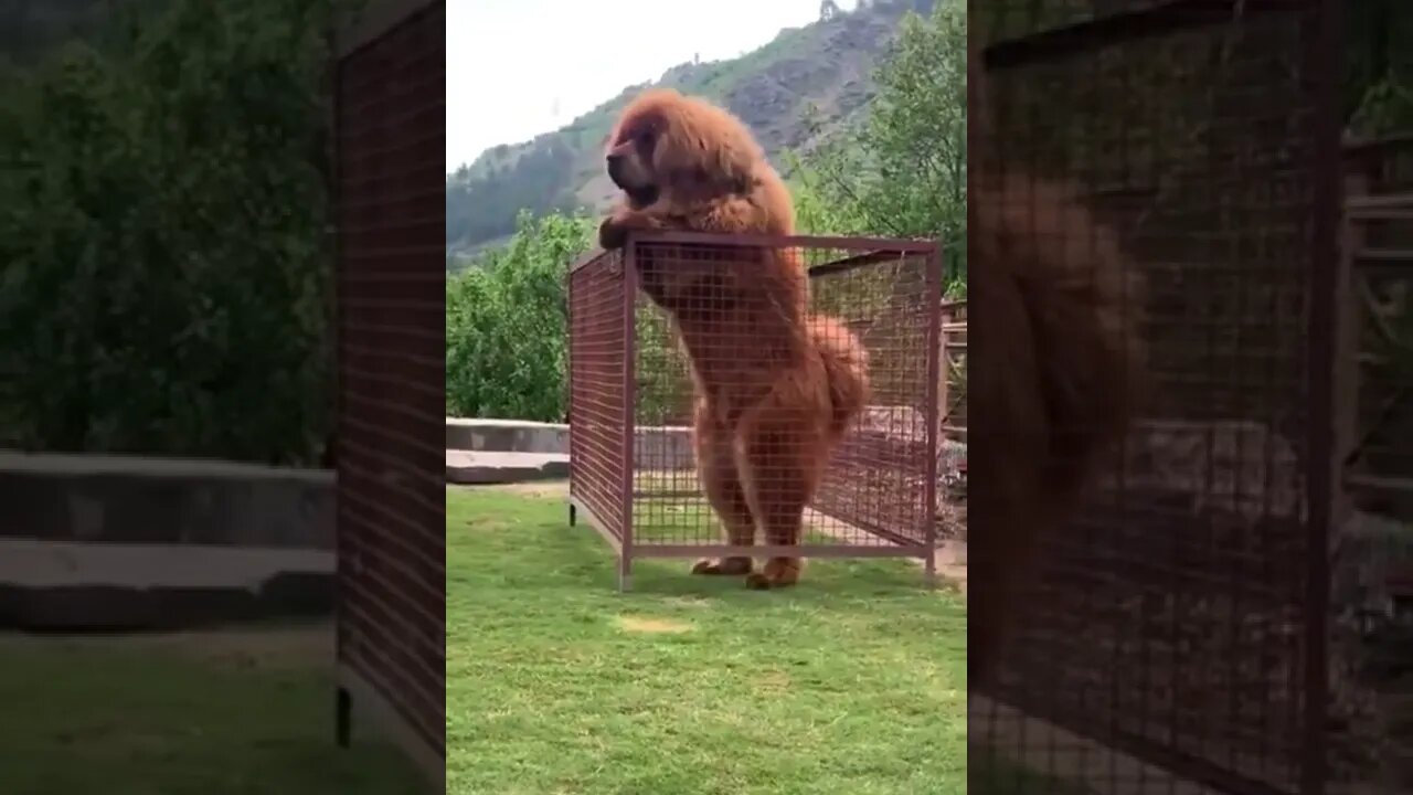 😮 Tibetan Mastiff Giant Dog freak #shorts