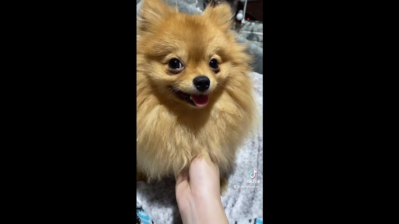 Clingy Pomeranian