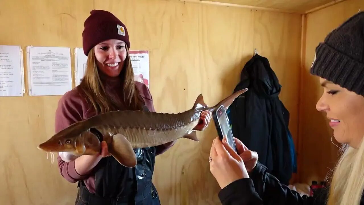 GIANT Sturgeon through the ice on Lake of the Woods!!!