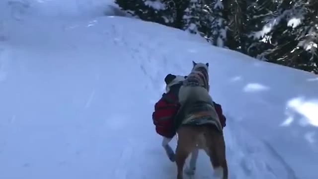 Witty Cat Deals With Snow In A Hilarious Manner