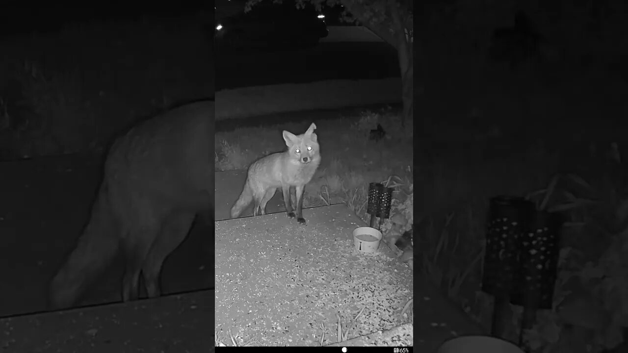 The Torn Ear Fox Hears Something! #Shorts 🌲