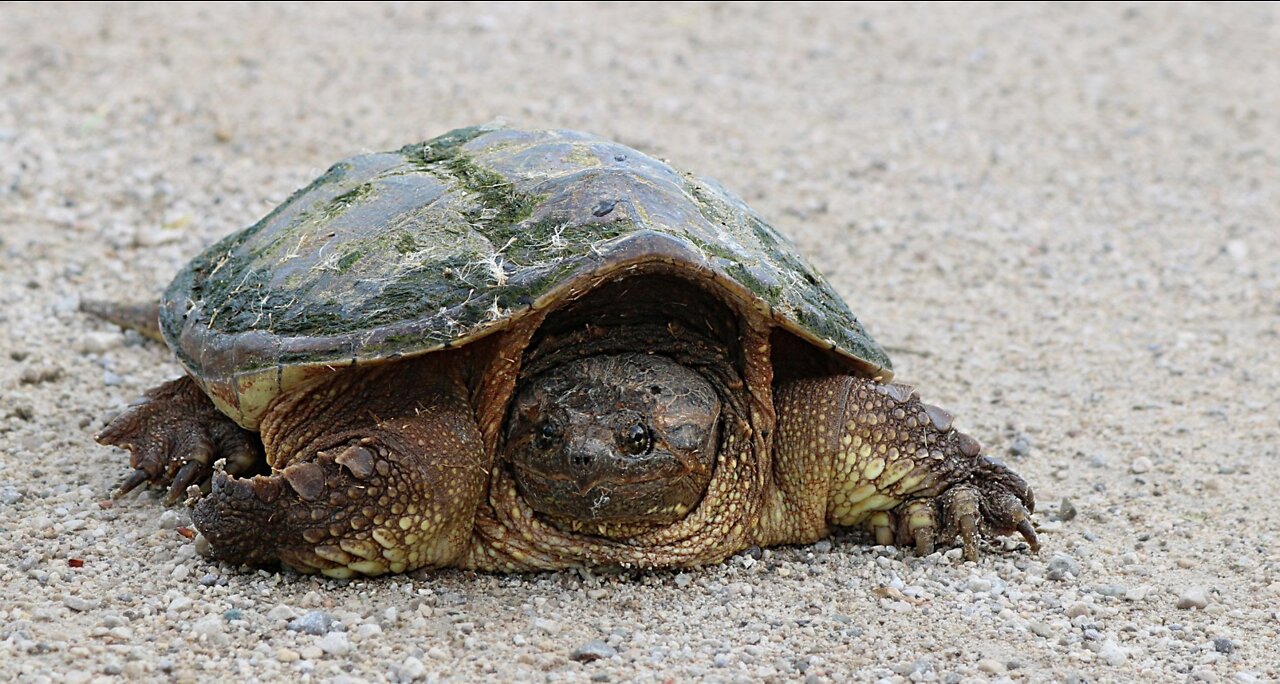 World most biggest tortoise