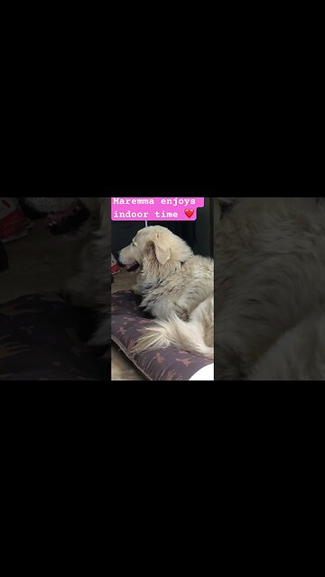 Livestock guardian loves indoor time with owner ❤️#maremma #livestockguardiandog