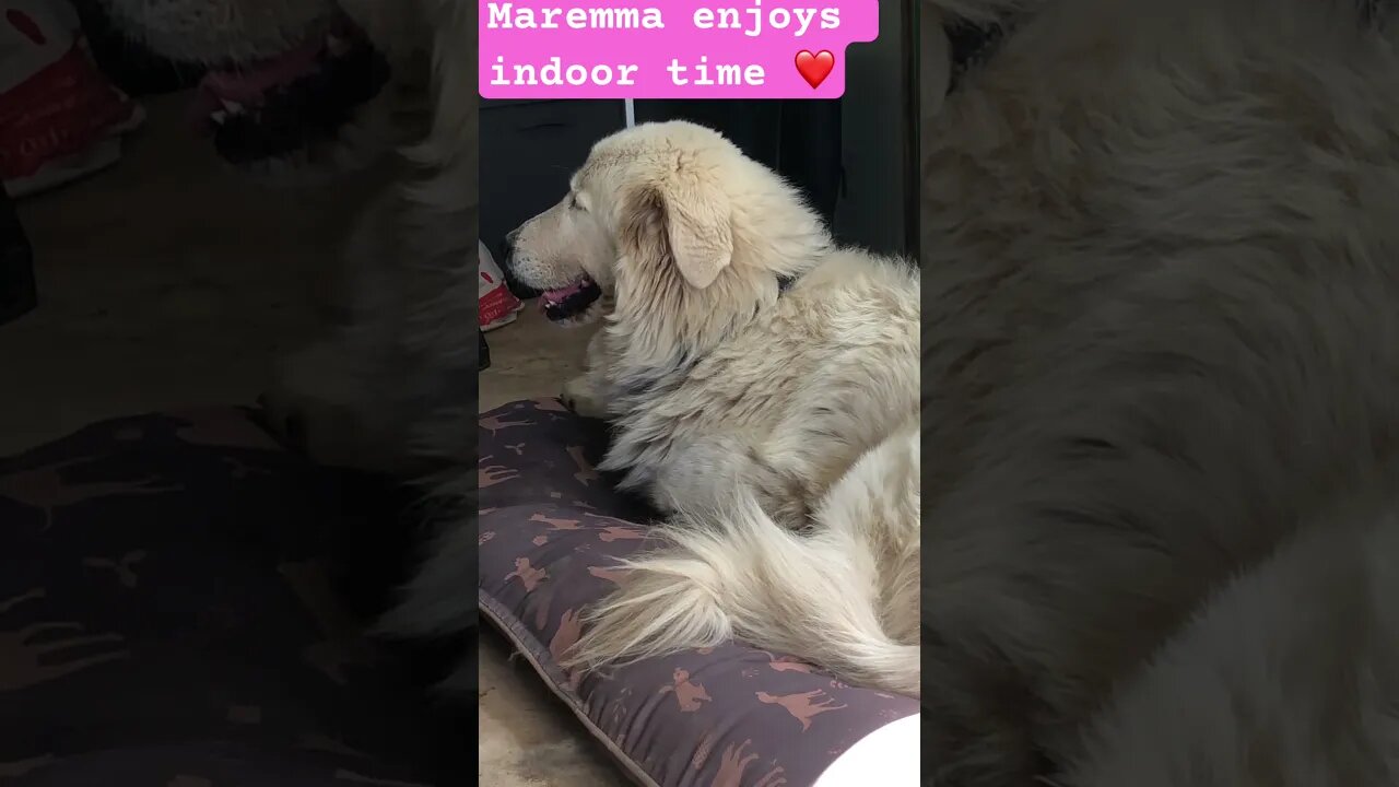 Livestock guardian loves indoor time with owner ❤️#maremma #livestockguardiandog