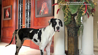 Funny Sitting Cat And Great Dane Play Catch