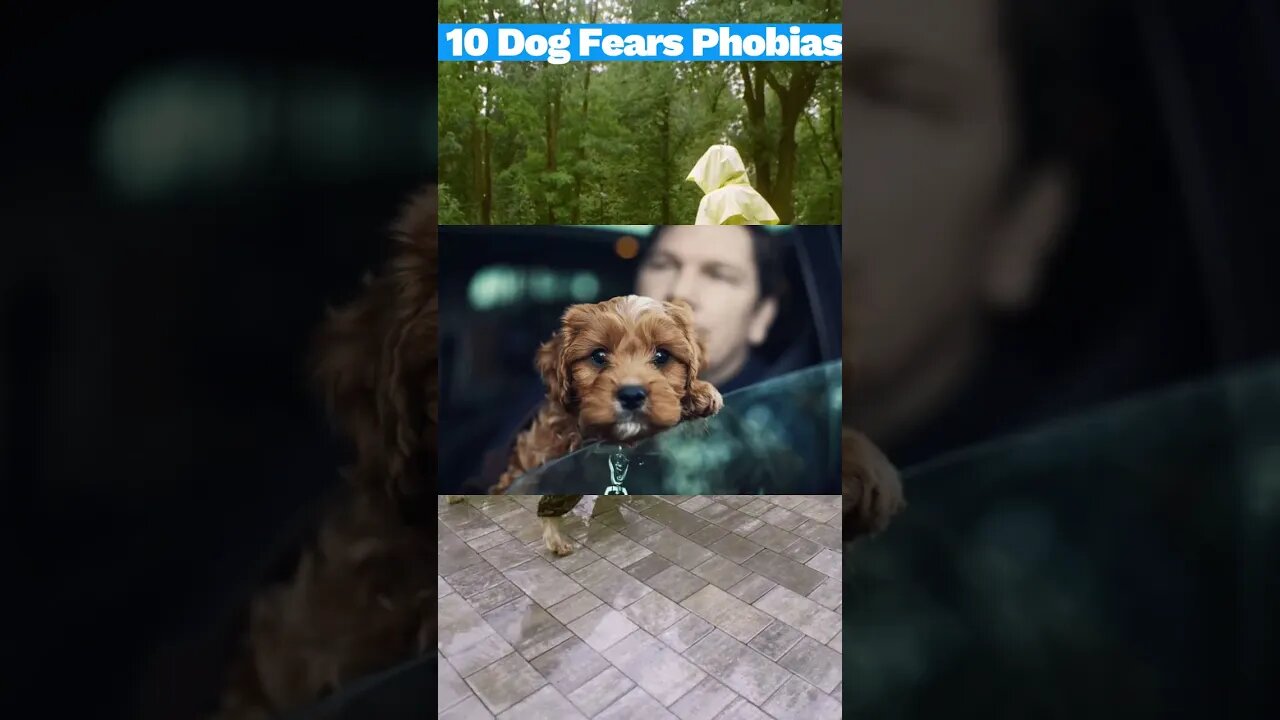 10 Common Dog Fears and Phobias