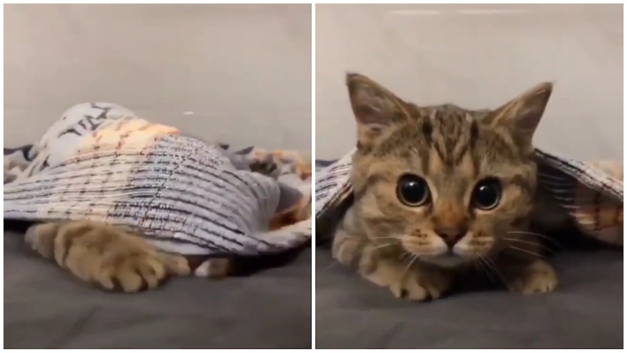 Cute cat is hiding hungry