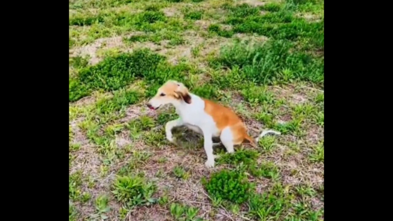 Saluki Hound