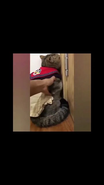 Angry Cute Cat #Shorts #ytshorts Dogs, Animals, Cats, Fun, Entertainment, #UbertainmentFun