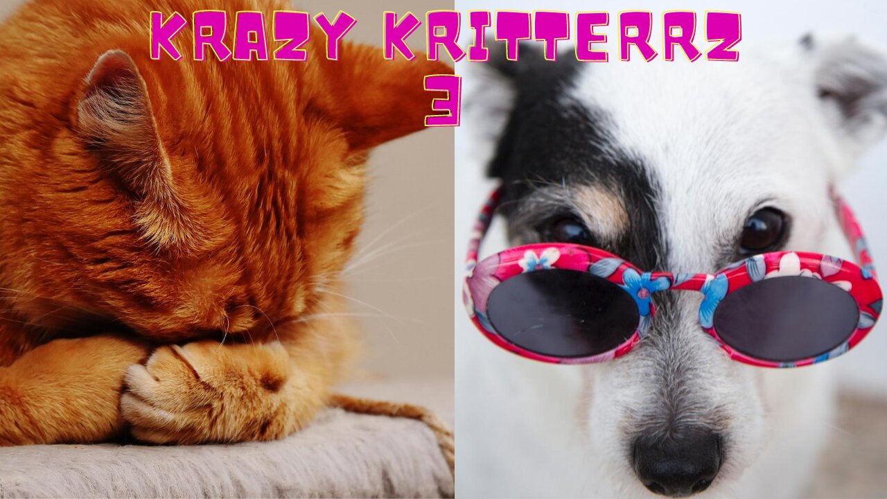 Krazy Kritterz 9🐱 Cutest Animals 🐕