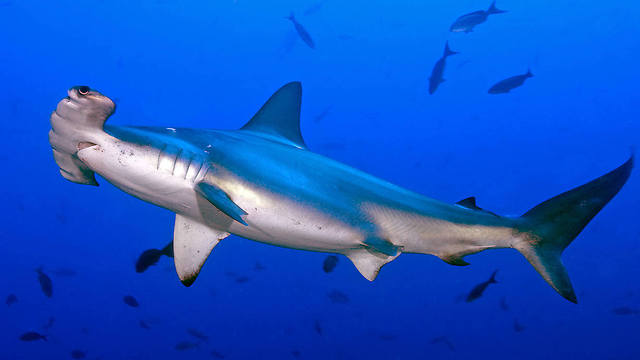 School of hammerhead sharks surprise scuba divers