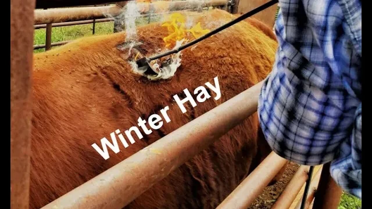 Hay Requirements | Hay Feeding in the North (In the Chute - Round 126)