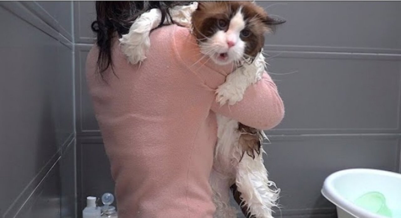 Funny cat begs to play in shower