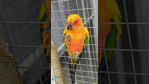 Sun conure