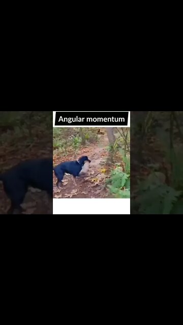 Angular momentum #science #sciencefacts #dog #momentum