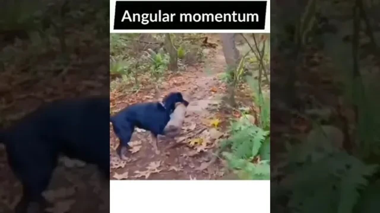 Angular momentum #science #sciencefacts #dog #momentum