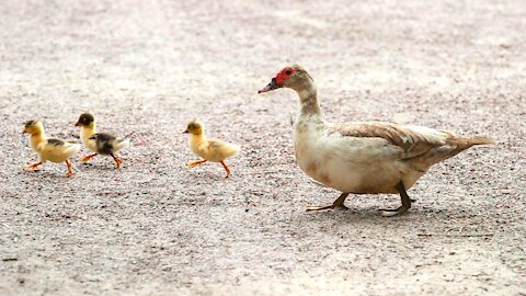 How to Know if the Duck is Male or Female