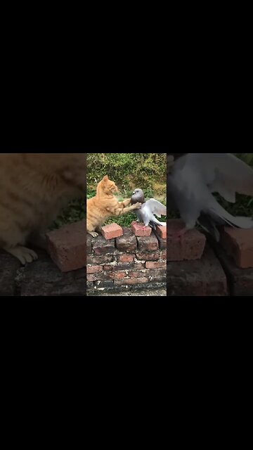 You can watch this for EVERYTHING!!!