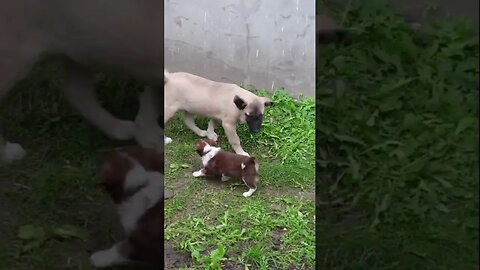 На прогулке. Встреча собак,