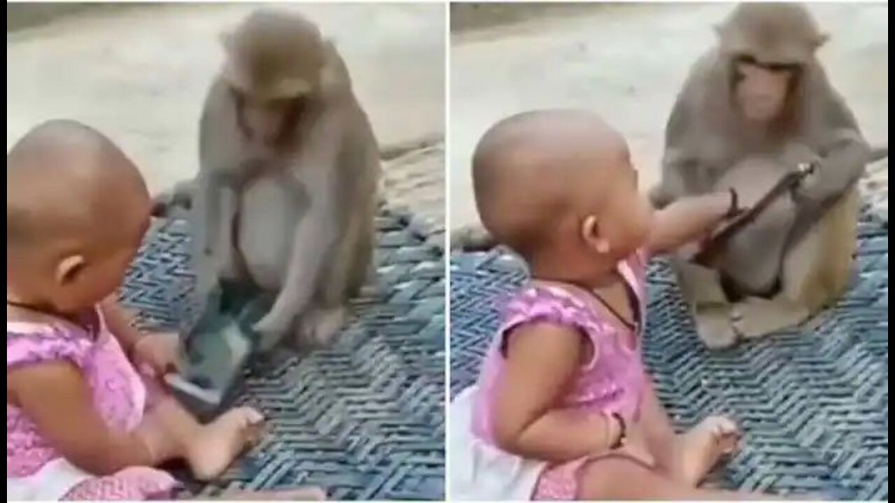 Exciting viral video of monkey and baby snatching mobile