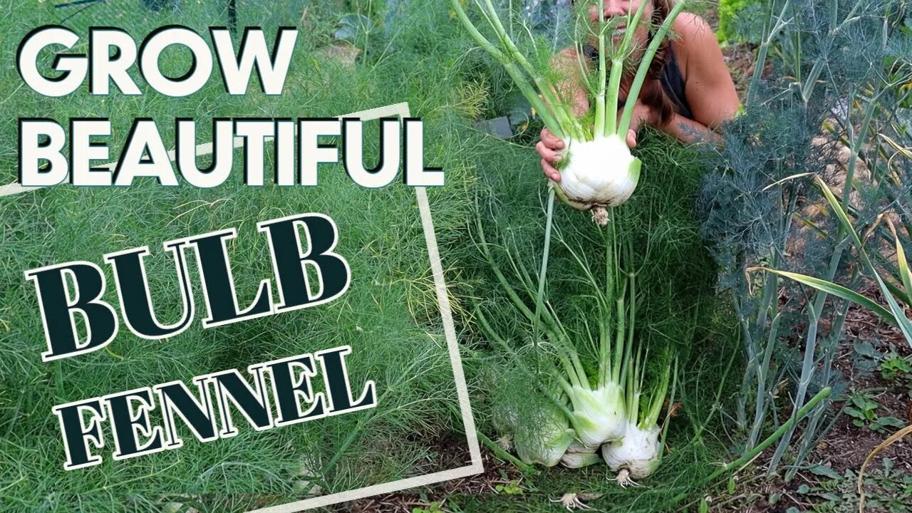 Growing Bulb Fennel in the Midwest