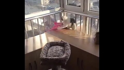 PLAYING CAT VIDEO MEAWWW